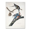 Trademark Fine Art John James Audubon 'Passenger Pigeon' Canvas Art, 18x24 BL01289-C1824GG